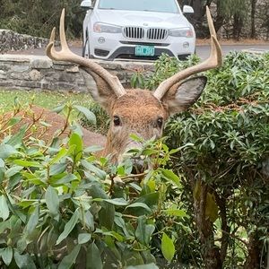 Meet your Posher, Barbara